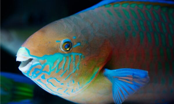 Parrotfish Animal Facts - Scaridae - A-Z Animals