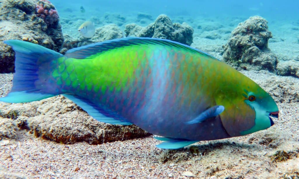 poisson perroquet bleu et vert nageant sous l'eau