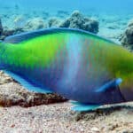 Parrotfish