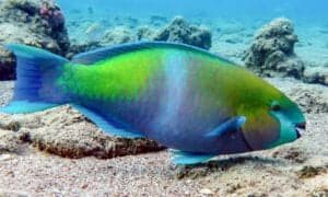 Parrotfish photo