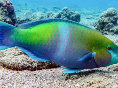 A Parrotfish