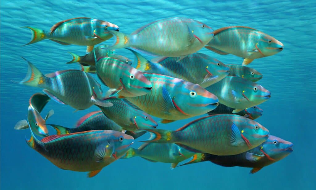 school of parrotfish