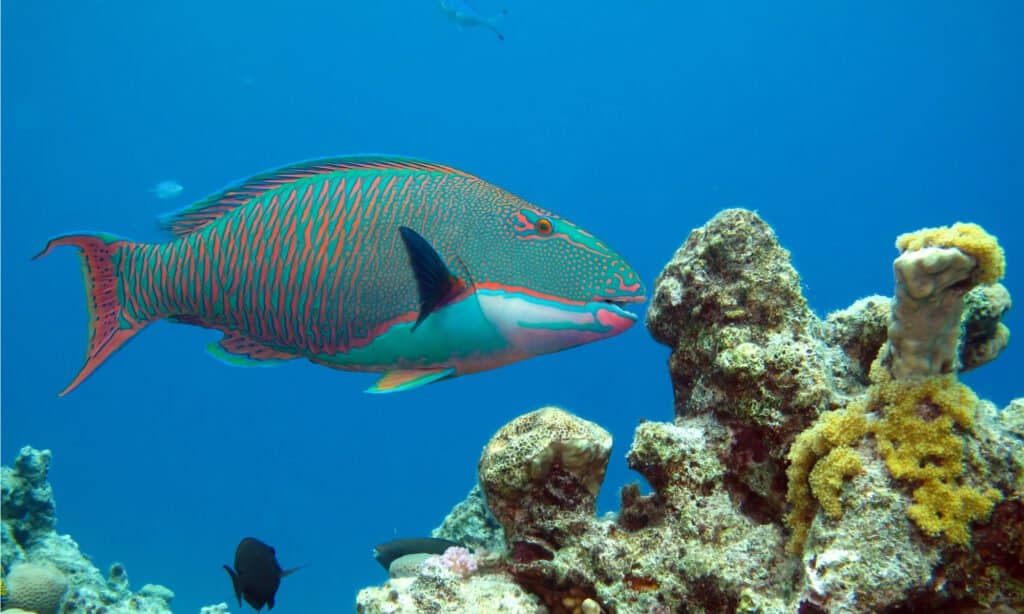 parrotfish in the coral