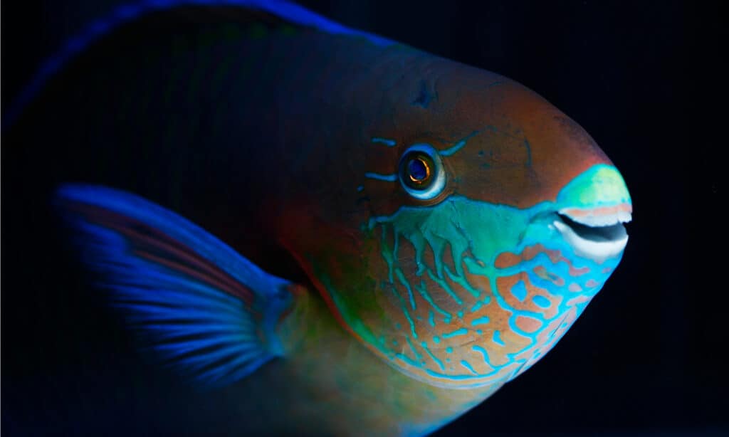 fish swimming in dark water