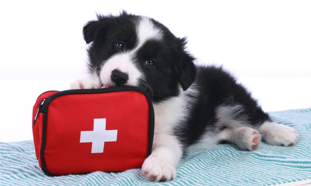 Border collies are susceptible to many medical conditions. Always make sure to bring your furry friend to regular veterinary appointments.