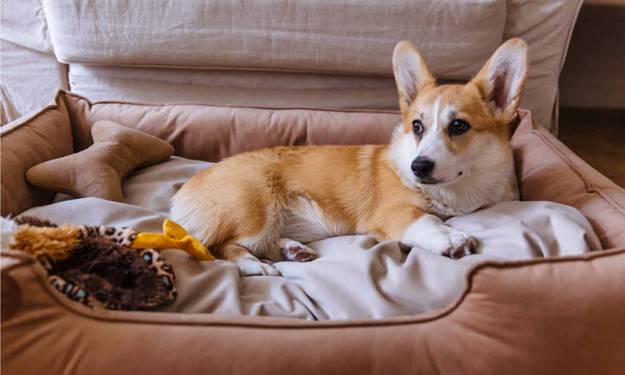 A dog enjoys its petfusion dog bed.