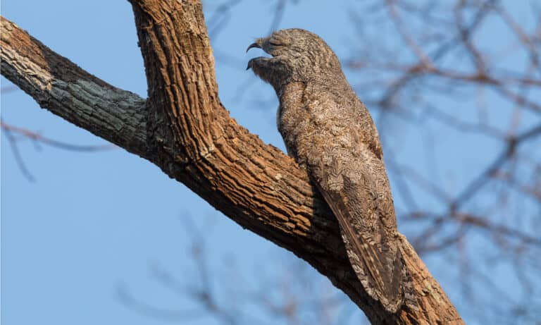 great potoo in tree