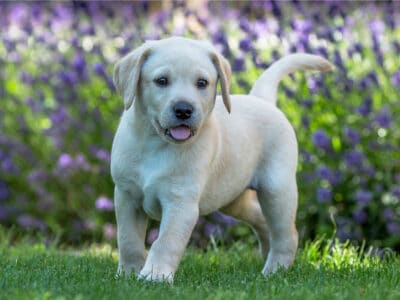 A The Best Puppy Food for Labs for 2022