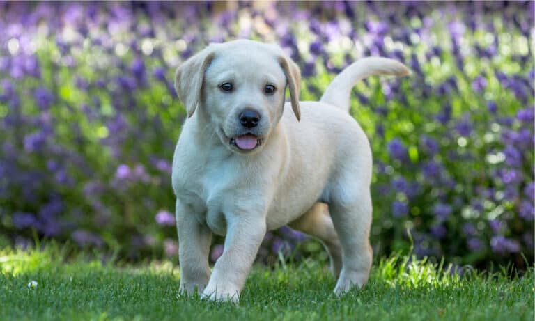 puppy food for labs
