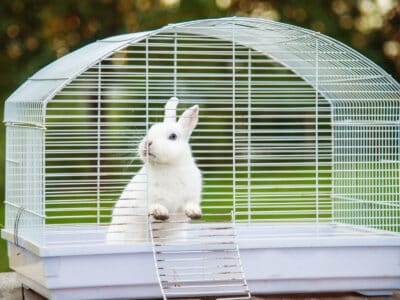 Лучший дом для кроликов (Хатч) на 2022 год: обзор и рейтинг
