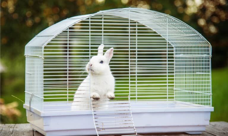 rabbit house