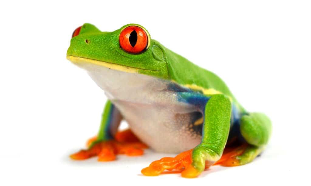 ếch cây mắt đỏ bị cô lập trên nền trắng