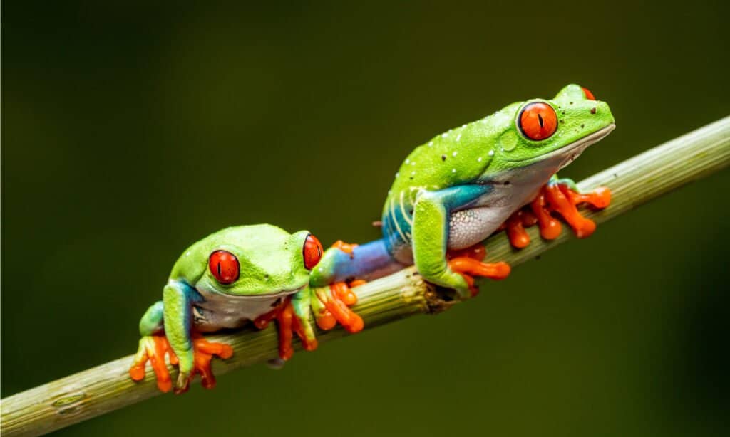 two red-eyed tree frogs