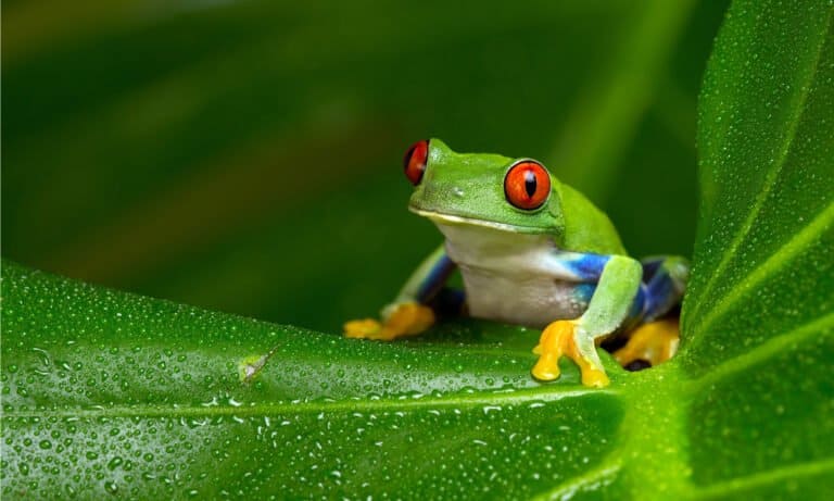red eyed tree frog on a green leaf