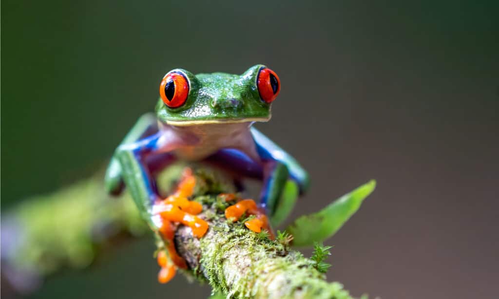 red-eyed tree frog on a limb