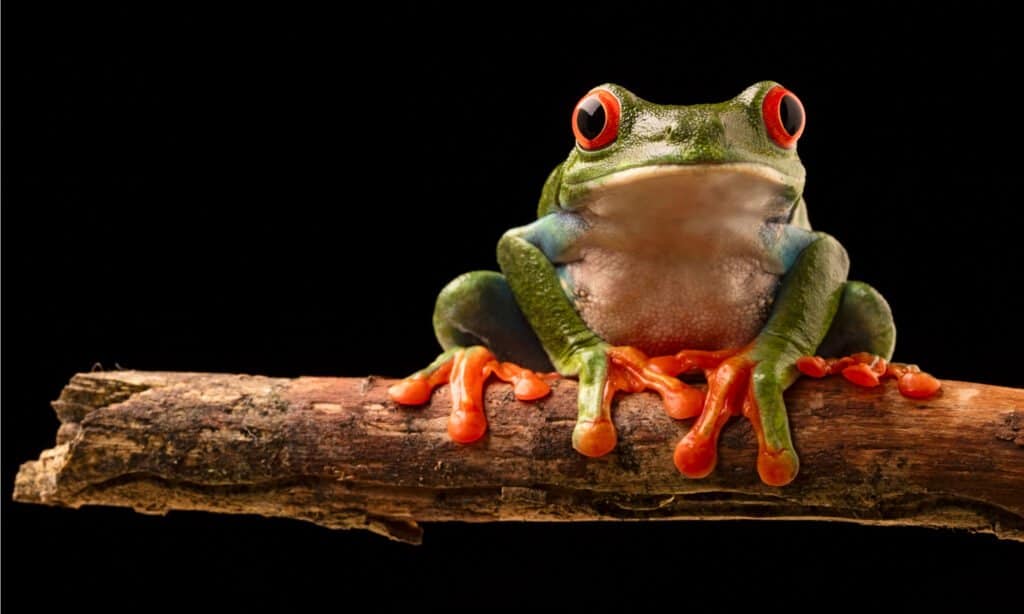 red-eyed tree frog on stick with black background