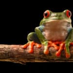 Red-eyed tree frog