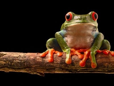 A Red-Eyed Tree Frog