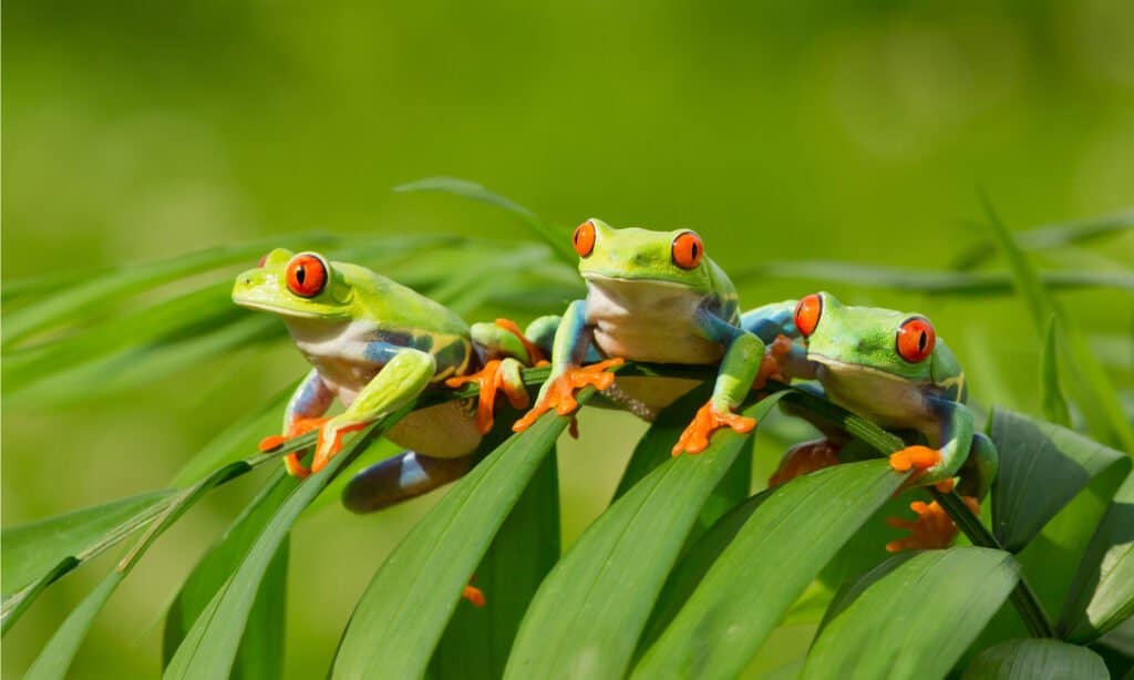 three red-eyed tree frogs on a leaf