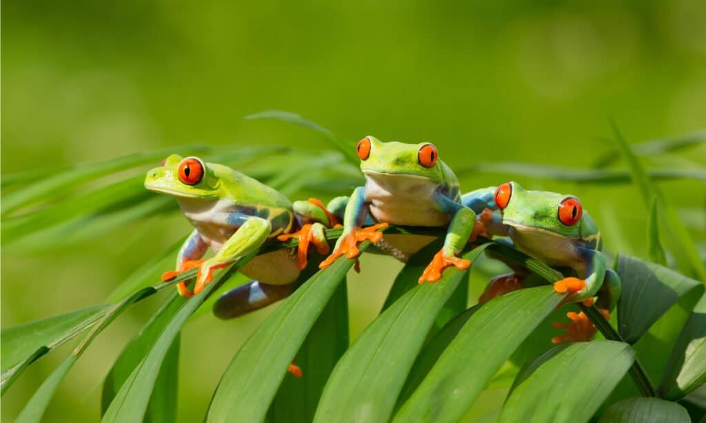 cute baby red eyed tree frogs