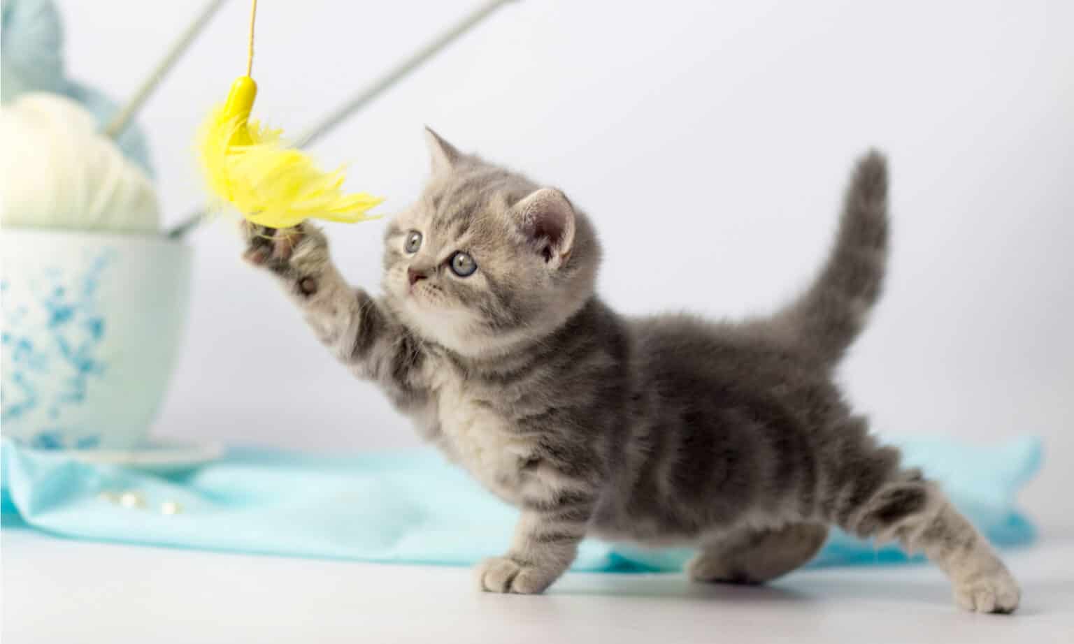 How to Socialize a Feral Cat 10 Key Steps You Should Follow AZ Animals