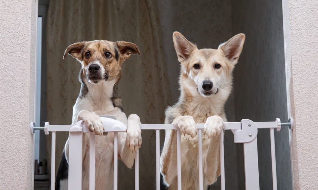 Pair of mixed-breed dogs waiting for owner to come home.