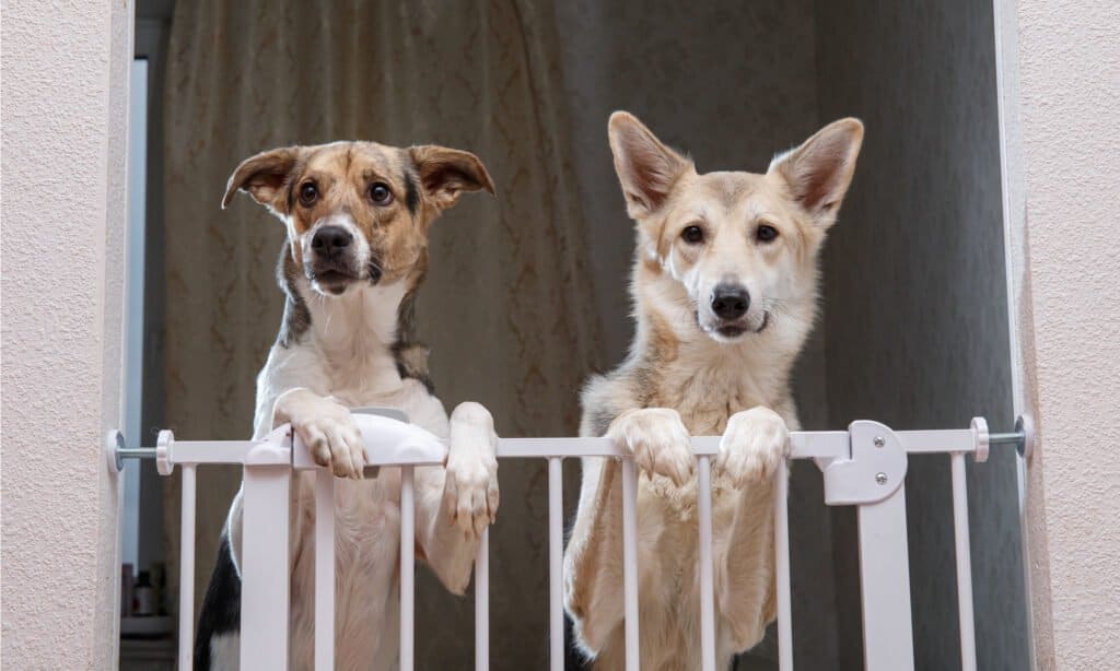 retractable dog gate