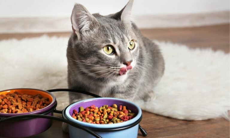Can Cats Eat Dog Food? Understand Feline Nutrition - PetHealthMD