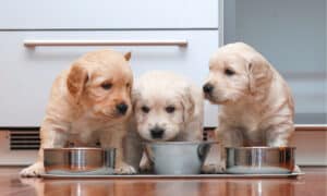 Royal Canin Dog Food Guide: Everything You Need to Know Picture