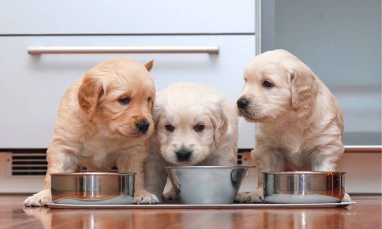 royal canin dog food