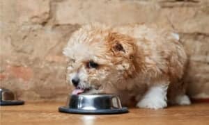 Royal Canin Gastrointestinal Dry Dog Food Reviewed: Pros, Cons, Recalls Picture
