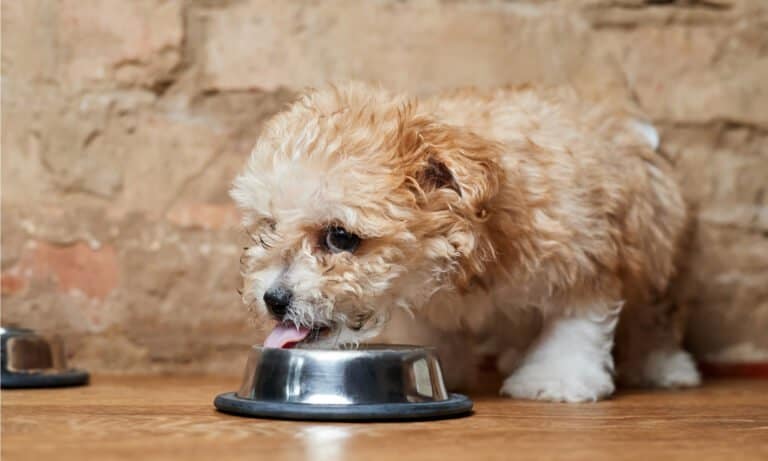 royal canin gastrointestinal