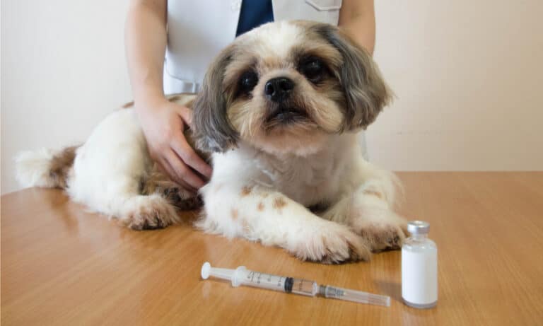 royal canin glycobalance