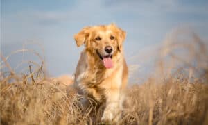 Golden Retriever Progression: Growth Chart, Milestones, and Training Tips Picture