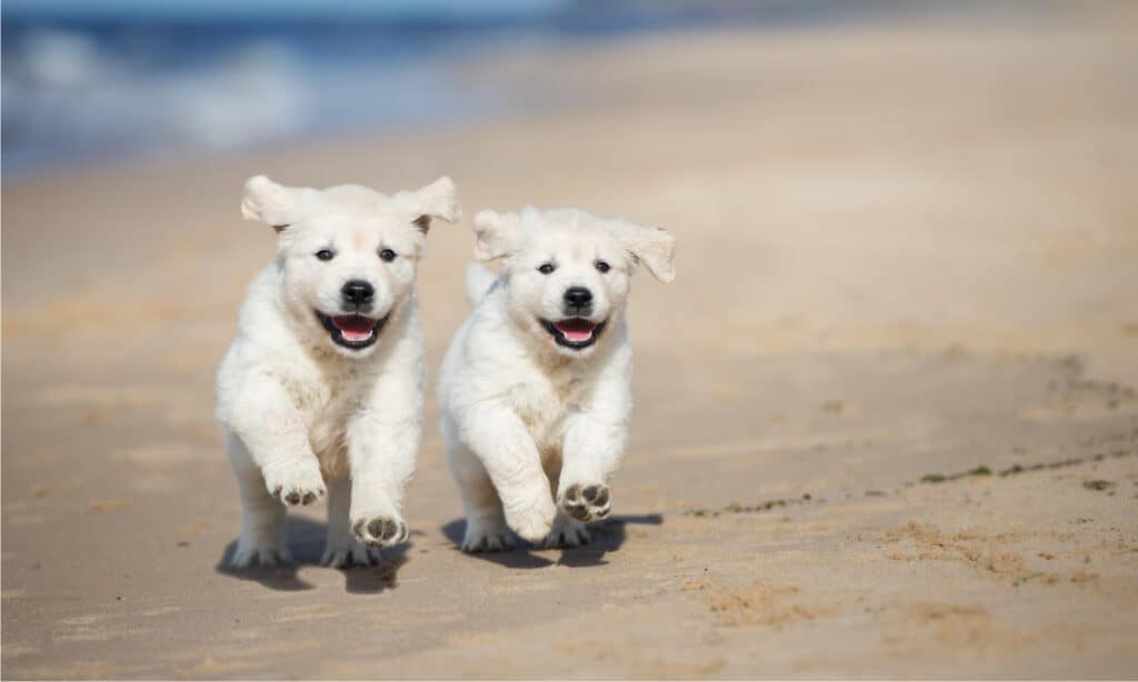 golden retriever puppies