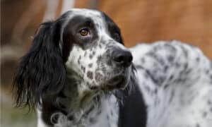 Llewellin Setter vs English Setter: Is There a Difference? Picture