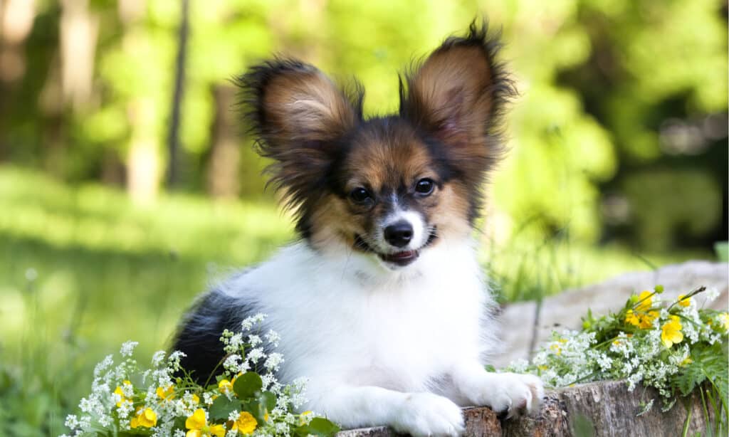 Palillon breed dog looking at owner,