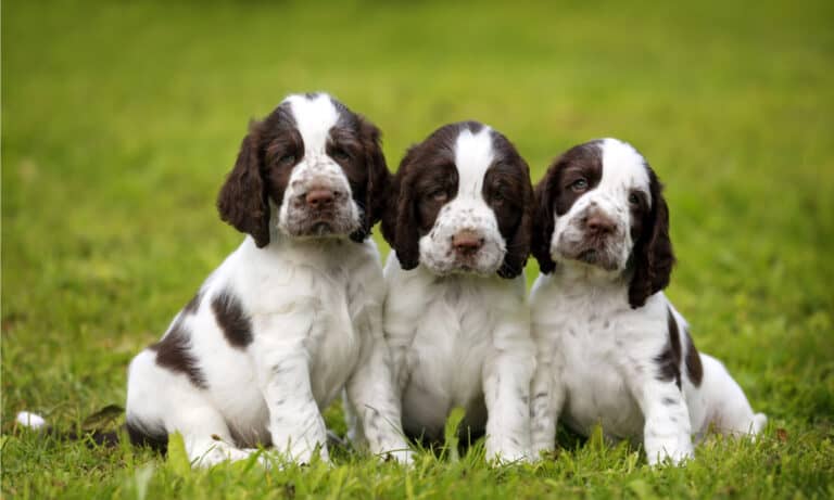 royal canin medium puppy
