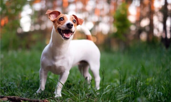 Rat Terrier vs Jack Russell: Are They Different? - A-Z Animals