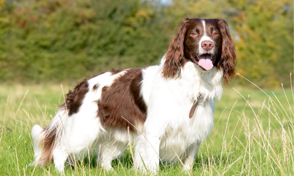 English springer spaniels are hardworking dogs