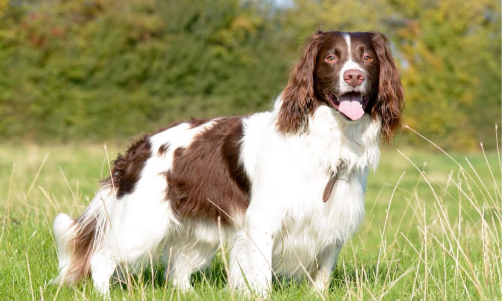 do brittany dogs shed