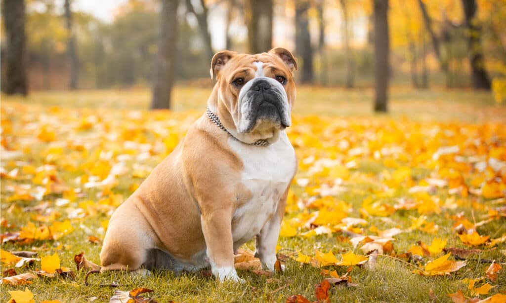 English bulldog sitting in a yellow and gold autumn leaves. 