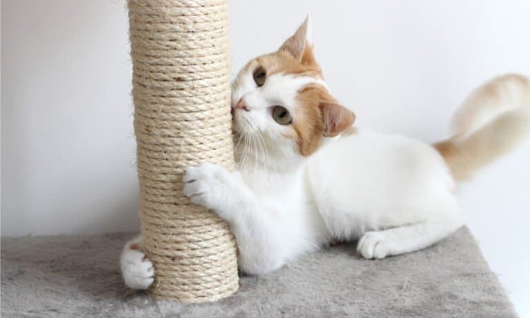 scratching post for cats