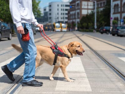 A How Much Does It Cost To Train A Service Dog?