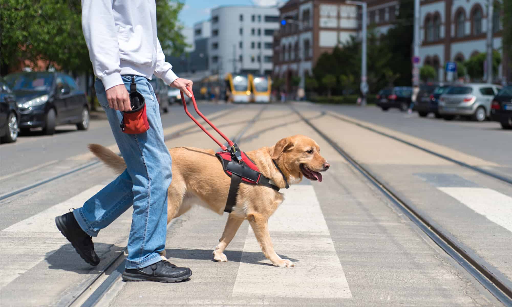 How Much Does It Cost To Train A Service Dog? - AZ Animals