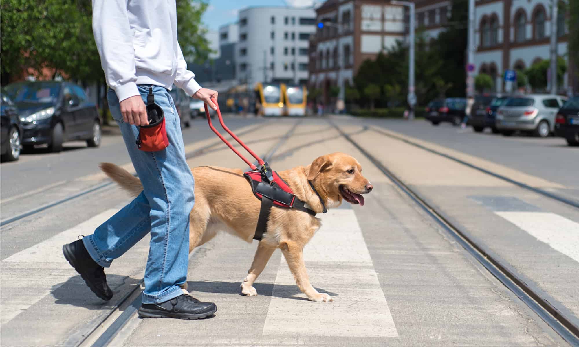 how to train a dog as a service dog