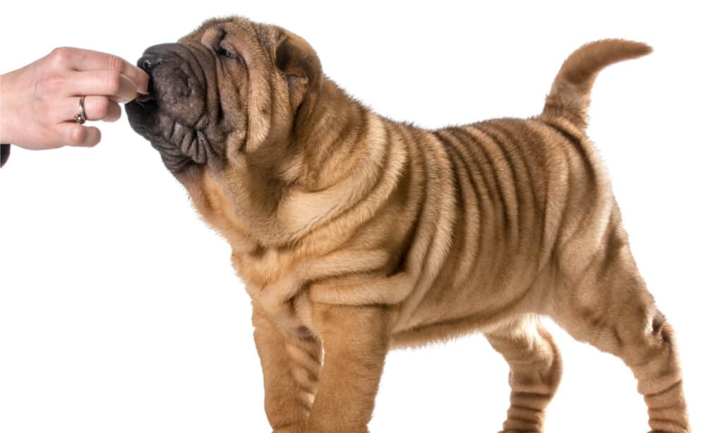 shar pei puppy getting a treat isolated on white background