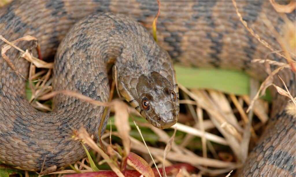 brown watersnake- Northern Diamond-Backed