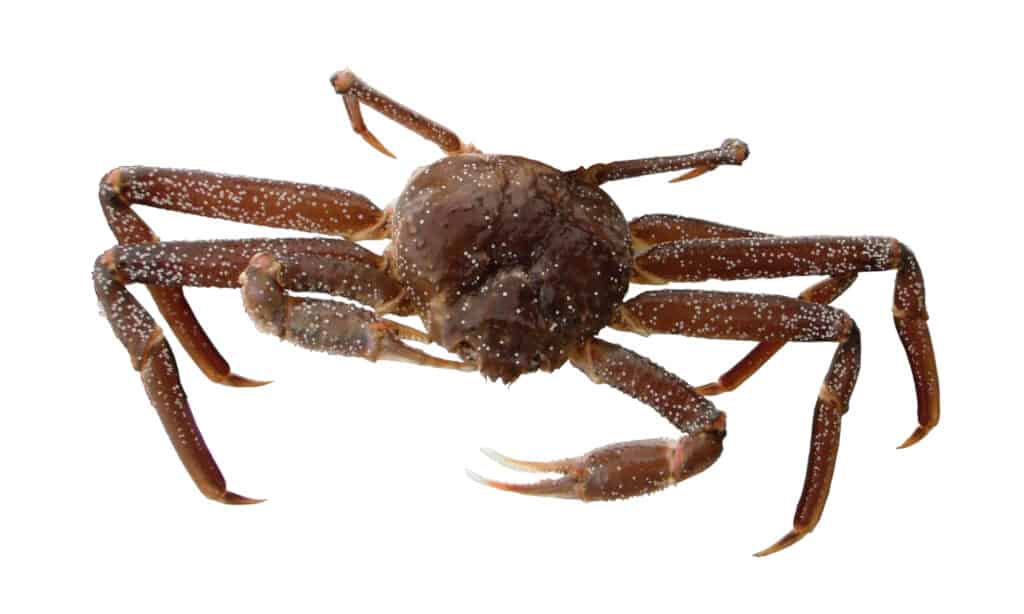 Snow crab on a white background