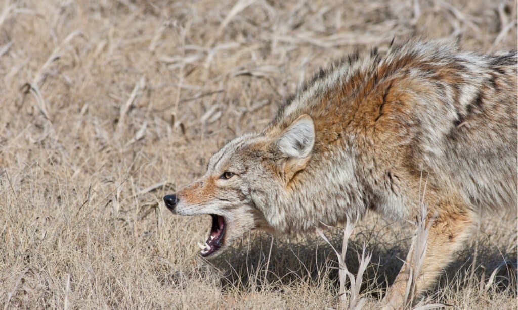 Nature's predator lurks: A vigilant coyote looms as a formidable adversary to the clever fox, illustrating the constant struggle for survival in the wild.